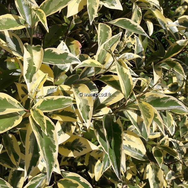 Ligustrum japonicum Arlequin (1)