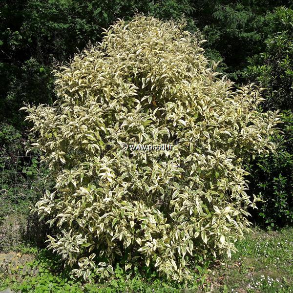 Ligustrum japonicum Arlequin (2)