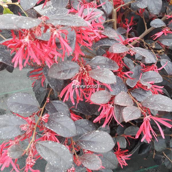 Loropetalum chinense rubrum Ever Red