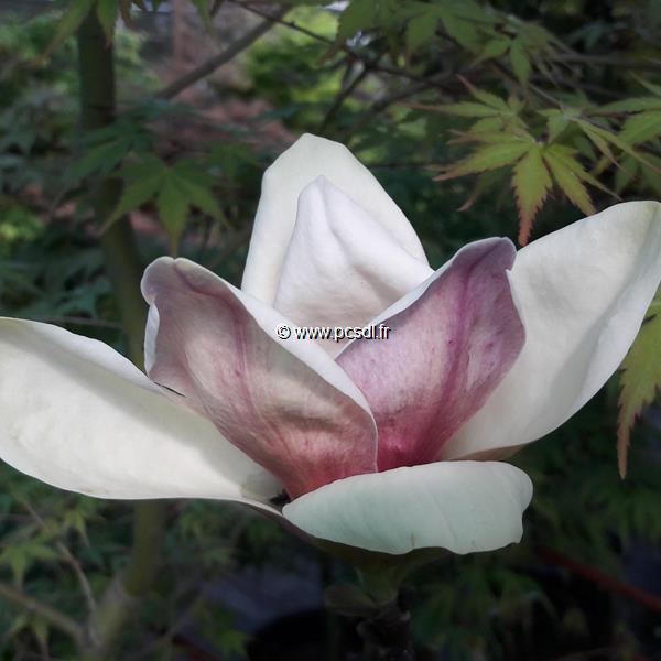 Magnolia Sunsation (2)