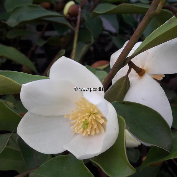 Magnolia yunnanensis (1)