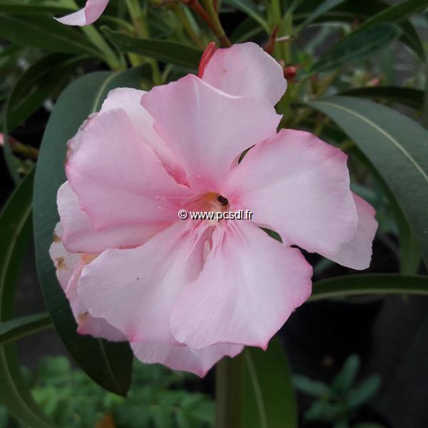 Nerium oleander Mme Allen (1)