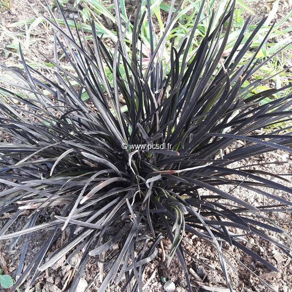 Ophiopogon planiscapus Nigrescens