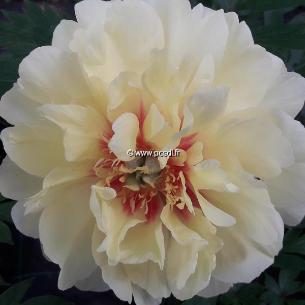 Paeonia itoh Bartzella (1)