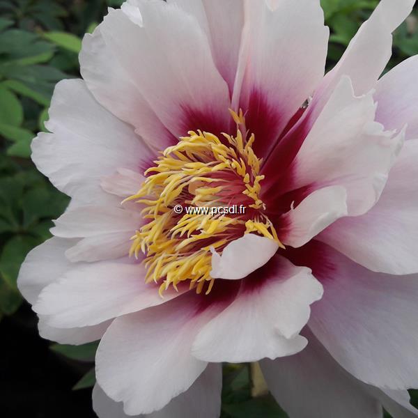 Paeonia itoh Cora Louise (1)