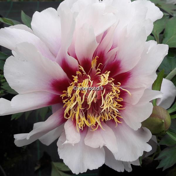 Paeonia itoh Cora Louise (2)