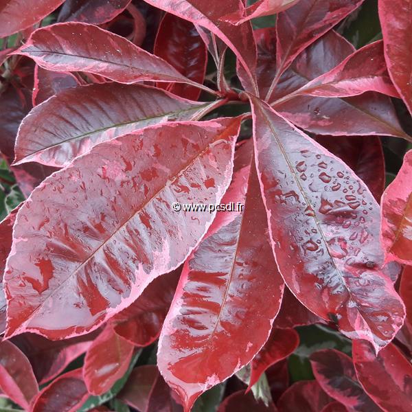 Photinia fraseri Pink Marble (4)