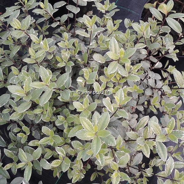 Pittosporum tenuifolium Silver Ball