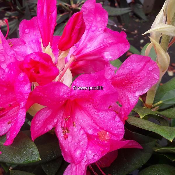 Rhododendron Anna Rose Whitney (2)