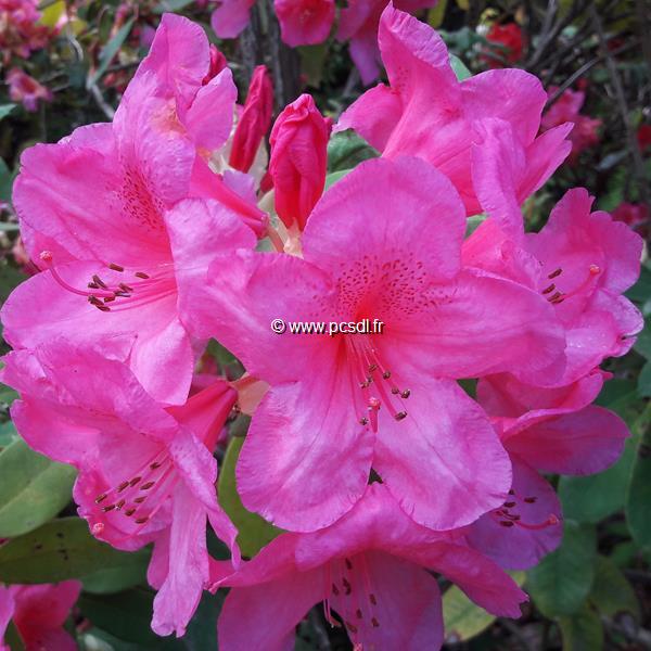 Rhododendron Anna Rose Whitney (4)