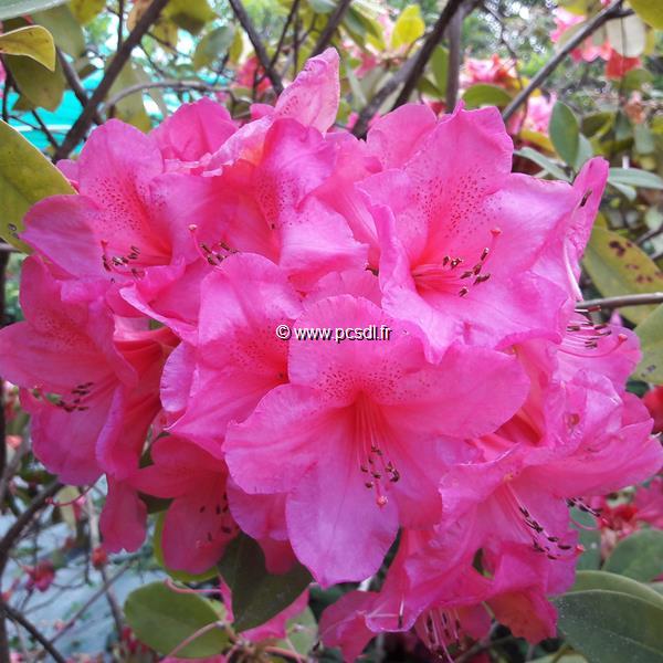 Rhododendron Anna Rose Whitney (3)