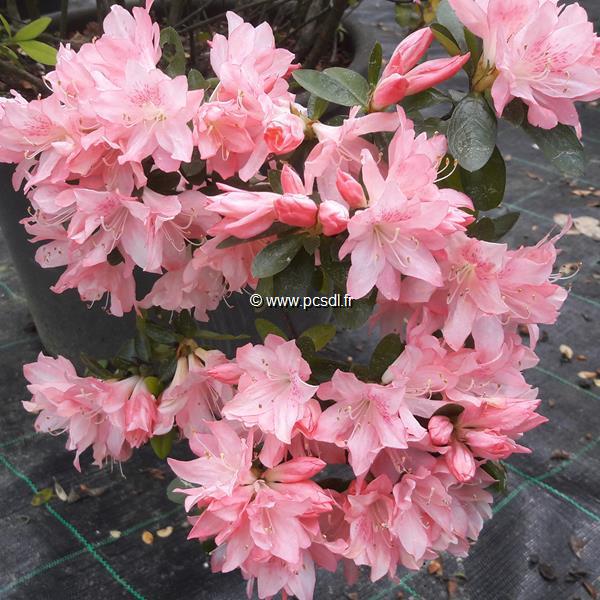 Rhododendron Azuma kagami