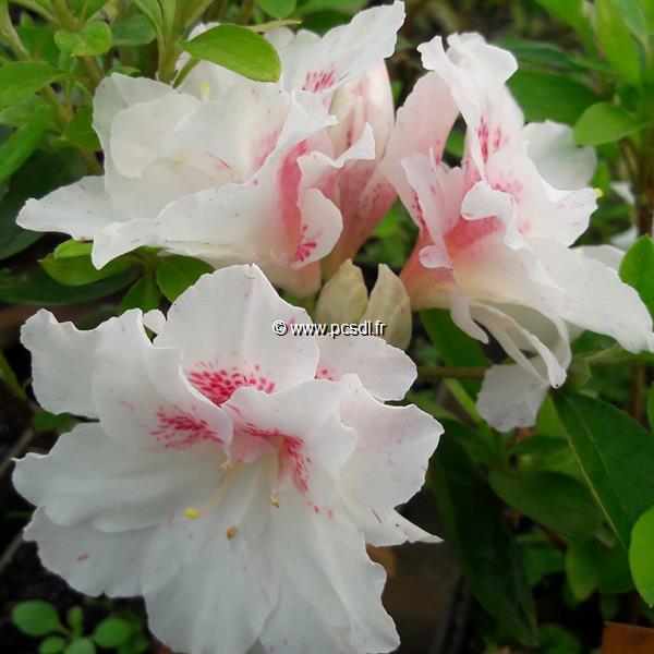 Rhododendron White Prince