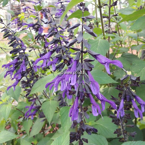 Salvia Amistad (3)