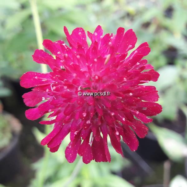 Scabiosa Barocca