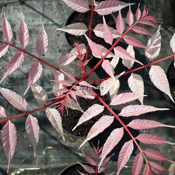 Toona sinensis Flamingo (2)