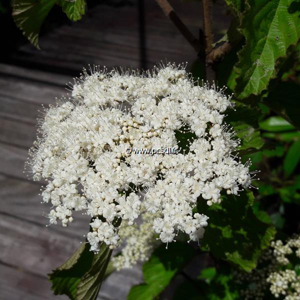 Viburnum dilatatum Erié (2)