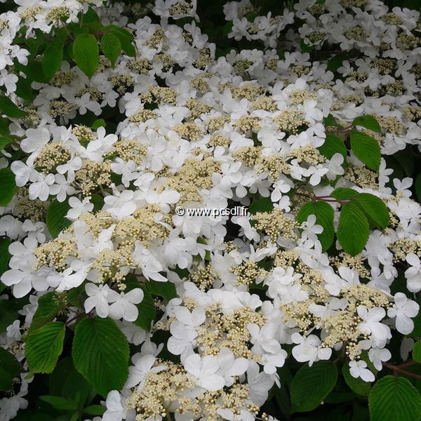 Viburnum plicatum Shasta (3)