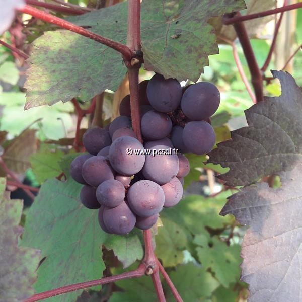 Vitis vinifera Purpurea