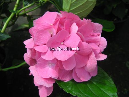 hydrangea%20macrophylla%20universal