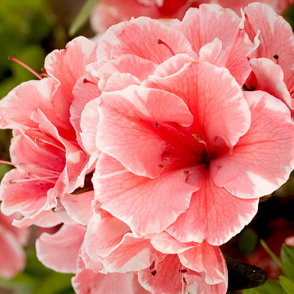 Rhododendron Encore Sunburst