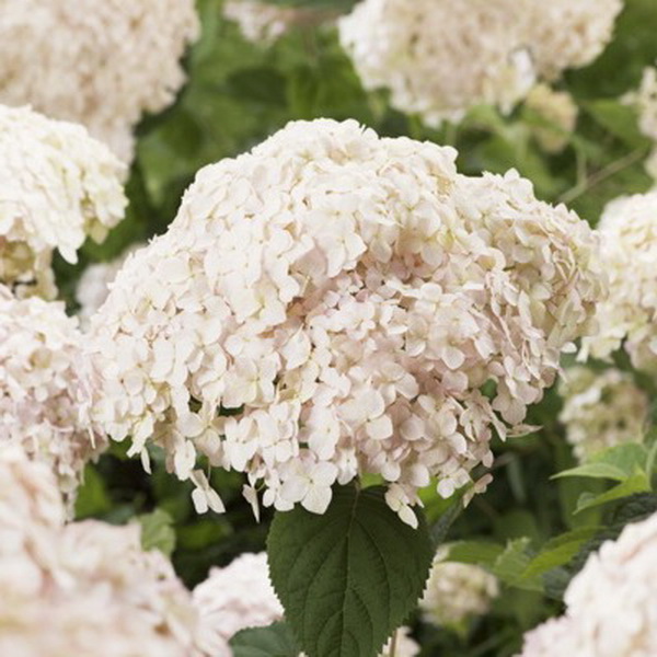 Hydrangea arborescens Candybelle Marshmallow