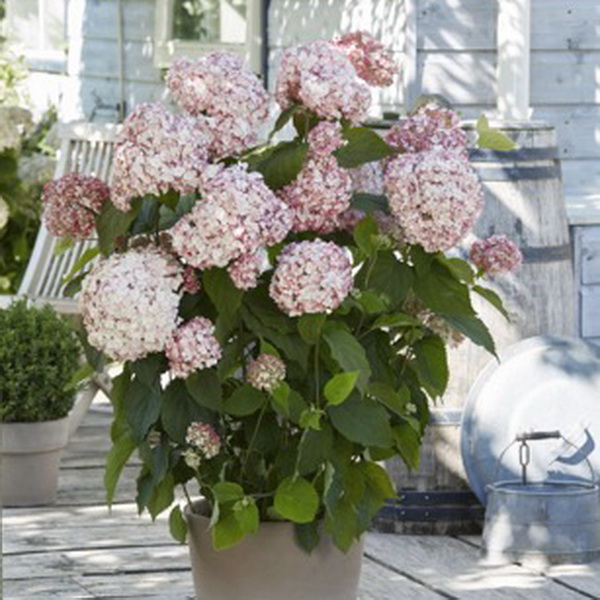 Hydrangea arborescens Candybelle Bubblegum (2)