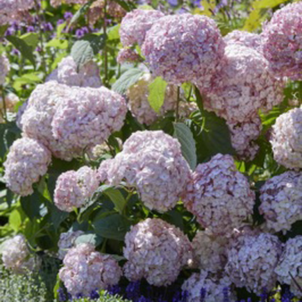 Hydrangea arborescens Candybelle Bubblegum (1)