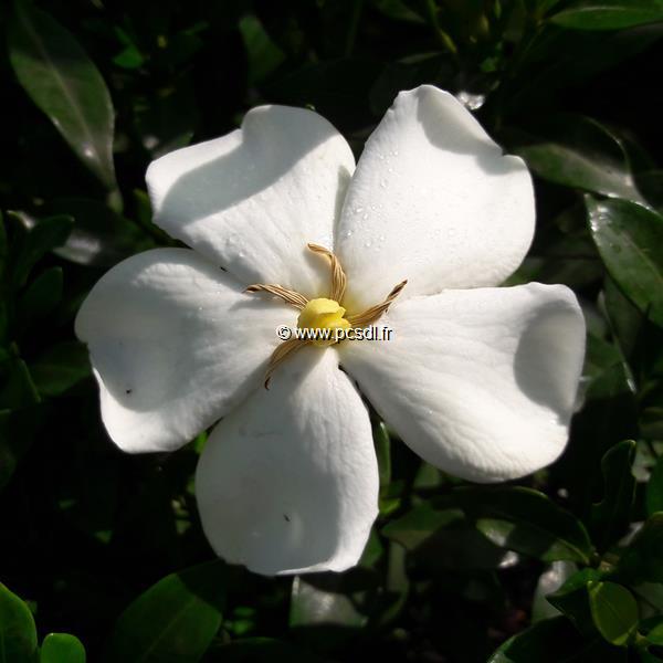 Gardenia Sweet Heart
