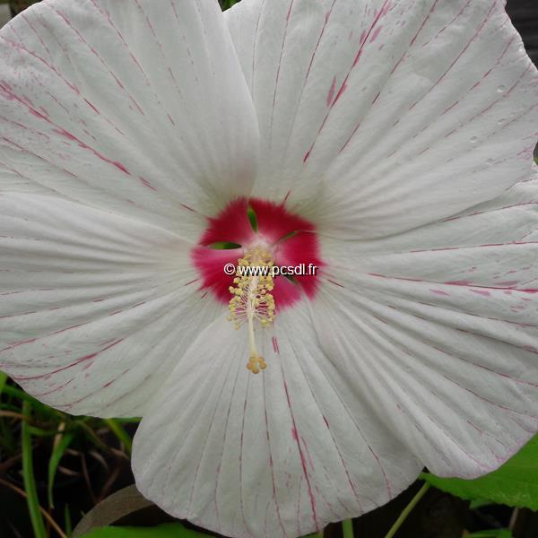 Hibiscus moscheutos Extreme White Eye (2)