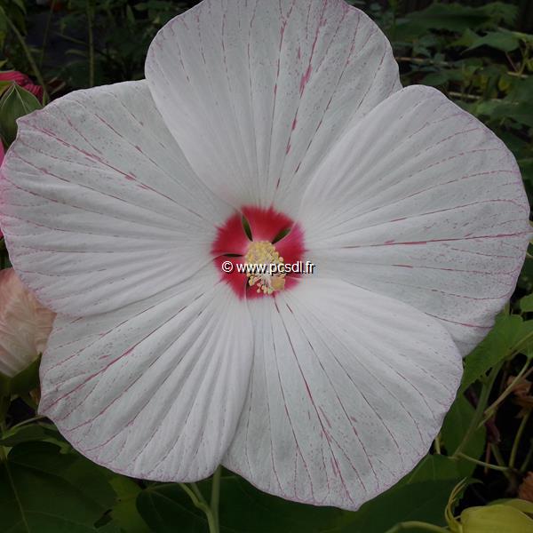Hibiscus moscheutos Extreme White Eye (3)