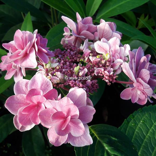 Hydrangea macrophylla Tinkerbell (1)