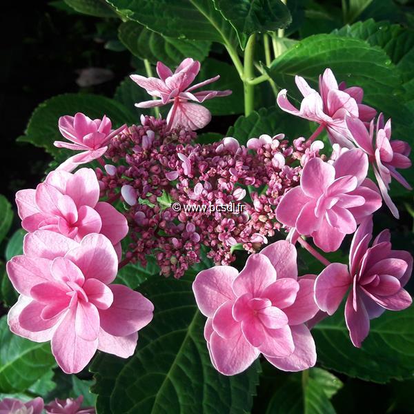 Hydrangea macrophylla Tinkerbell (5)