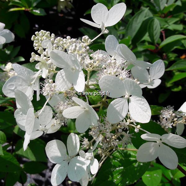 Hydrangea paniculata Angel Light (2)