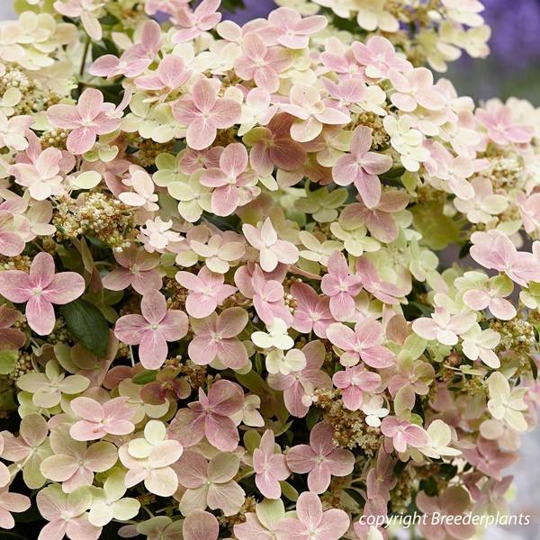 Hydrangea paniculata Polestar (4)