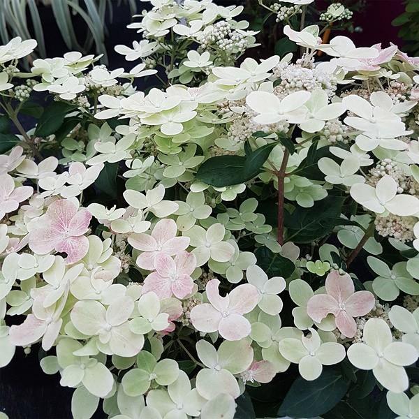 Hydrangea paniculata Polestar (3)