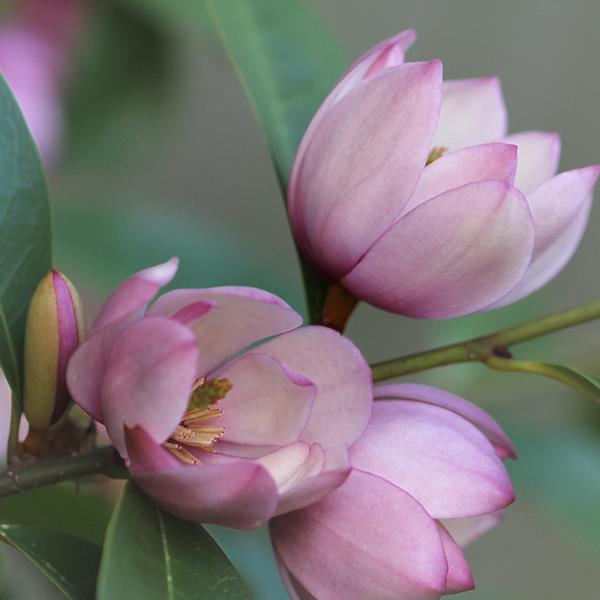 Magnolia Fairy Blush