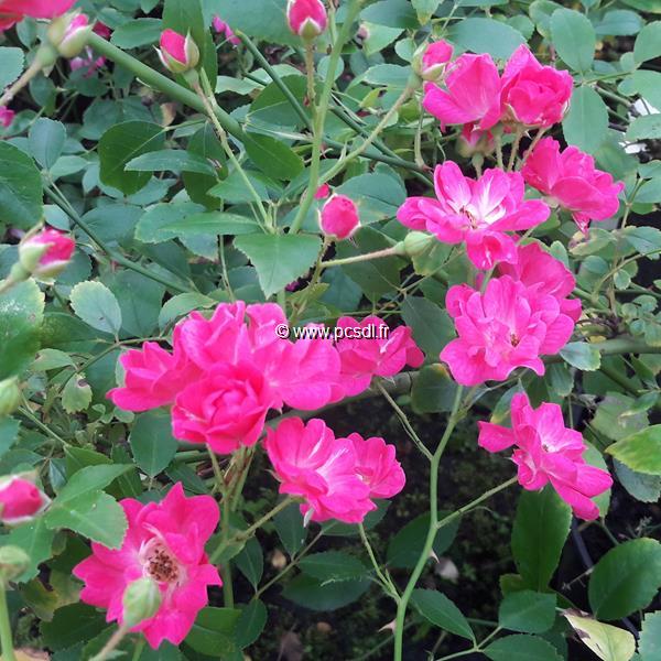 Rosa Fairy Rose (1)