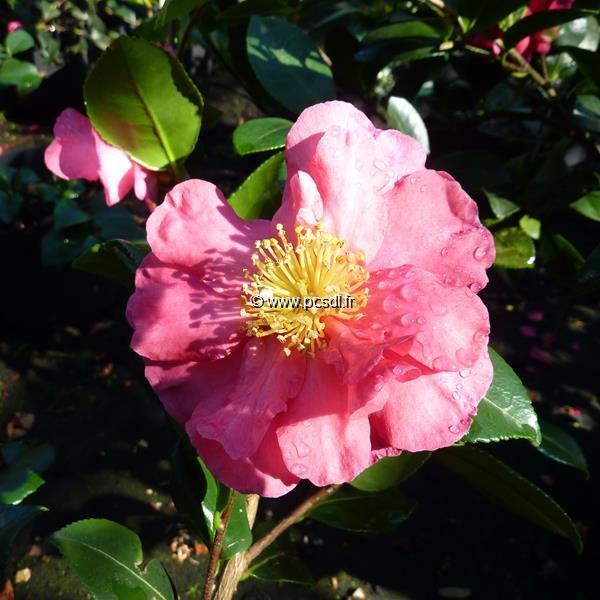 Camellia sasanqua Sekiyo (1)