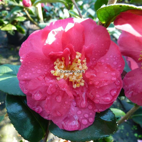 Camellia sasanqua Sekiyo (2)