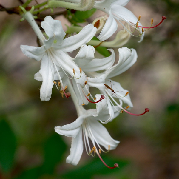 Rhododendron viscosum (2)