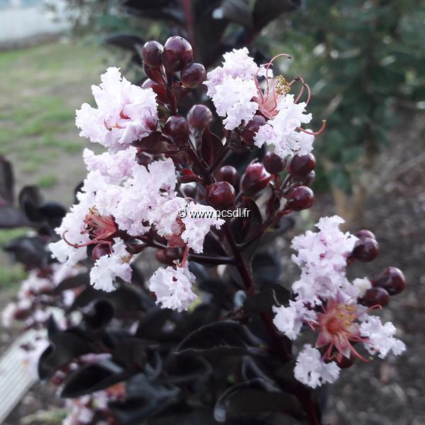 Lagerstroemia indica Black Solitaire Blush (6)