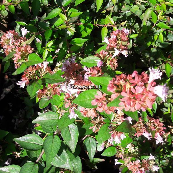 Abelia Raspberry Profusion (2)