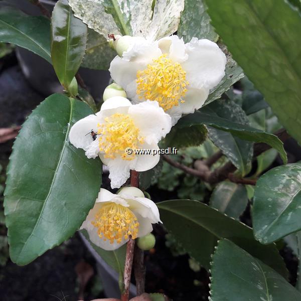 Camellia sinensis Variegata (3)