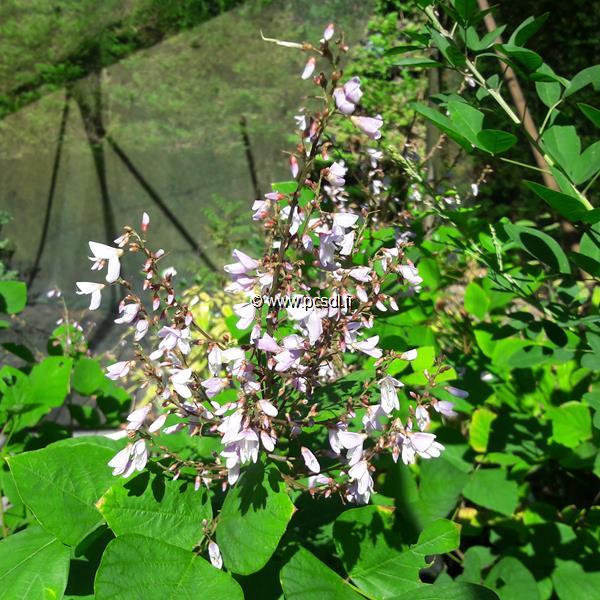 Desmodium elegans (2)