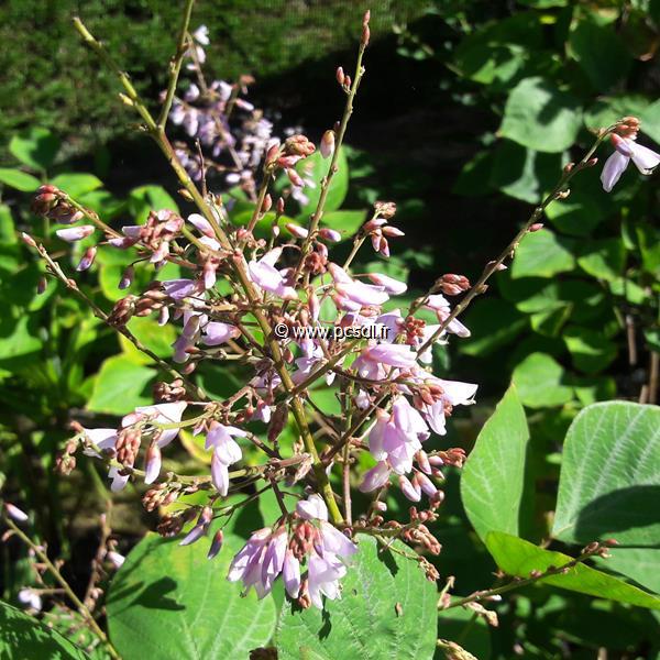 Desmodium elegans (1)