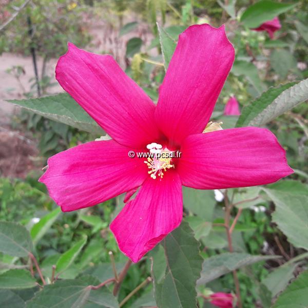 Hibiscus palustris Rubra (2)