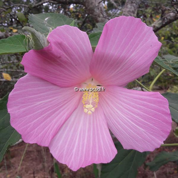 Hibiscus palustris