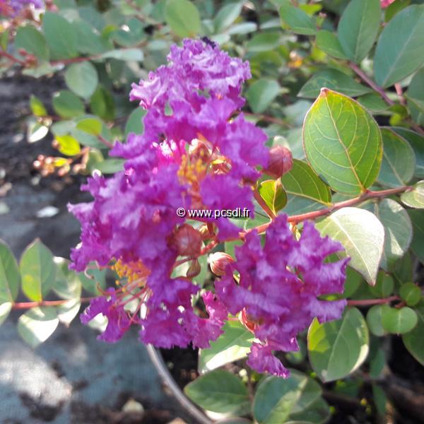 Lagerstroemia indica Pink All the Best (1)