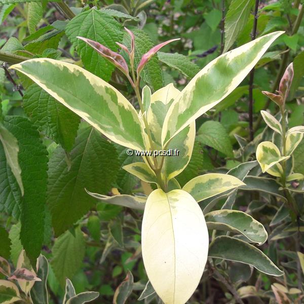Ligustrum japonicum Arlequin